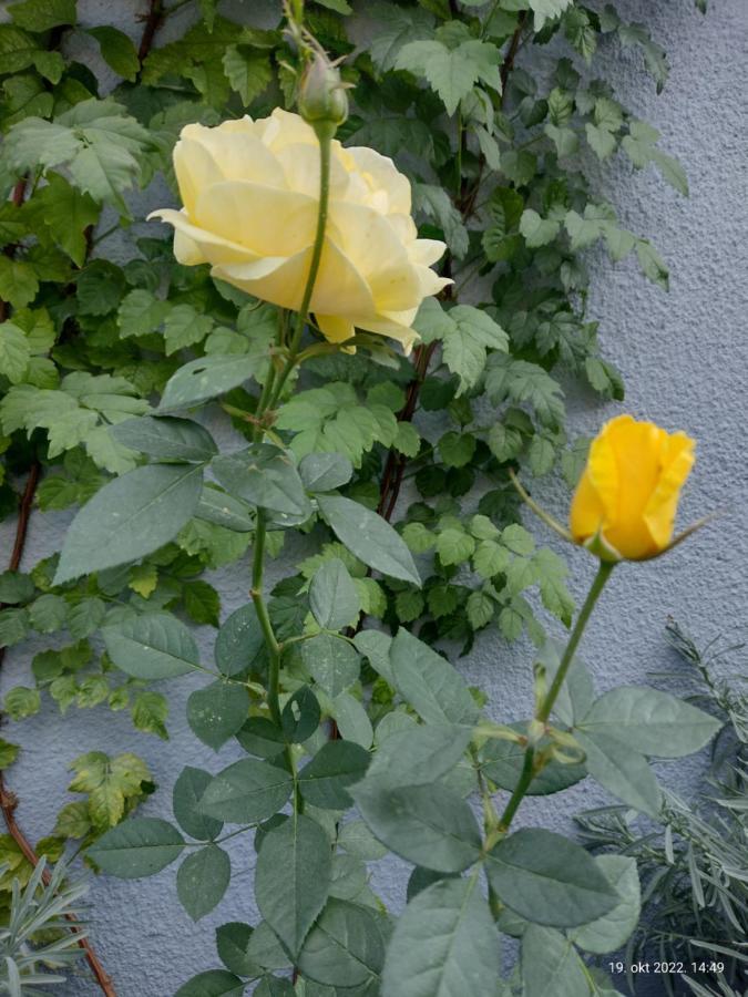 Apartmani Domo Sd Smederevo Bagian luar foto